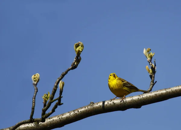 Scenic View Beautiful Bird Nature — Stock Photo, Image