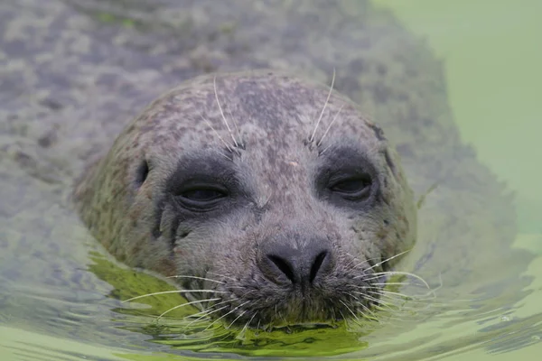 Seal Marine Mammal Animal Stock Image