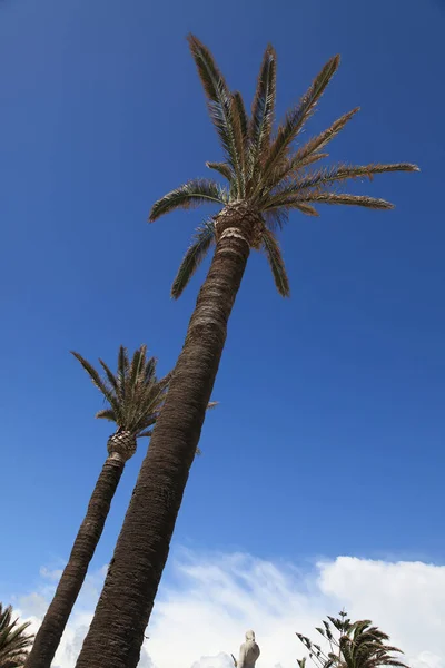棕榈树背景 复制空间 — 图库照片