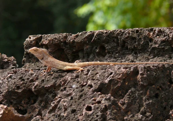 Aproape Șopârlă Habitat Conceptul Sălbăticie — Fotografie, imagine de stoc