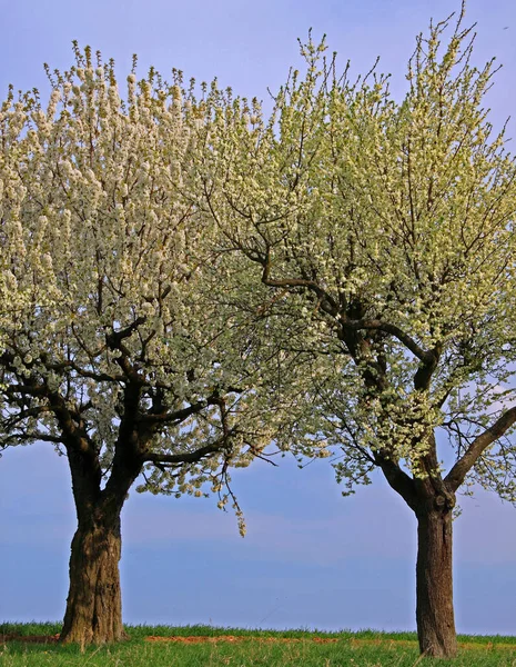 Εαρινό Λιβάδι Μηλιές — Φωτογραφία Αρχείου