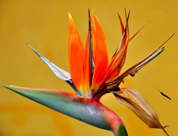 Pták Rajský Tropický Květ — Stock fotografie