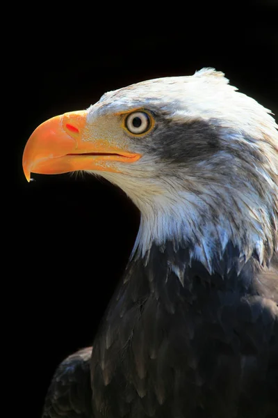 Vahşi Doğada Görkemli Kel Kartalın Manzarası — Stok fotoğraf