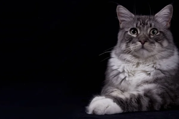 Portrét Roztomilé Kočky — Stock fotografie