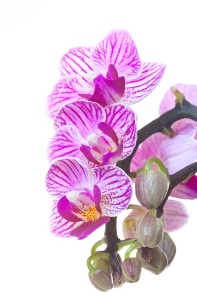 Орхідея Квіти Квіткова Флора — стокове фото
