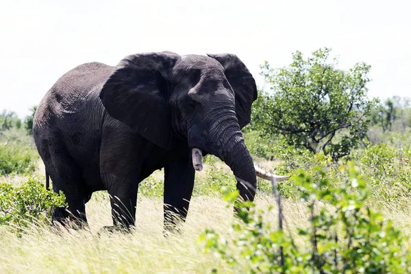 非洲象 自然和动物 — 图库照片