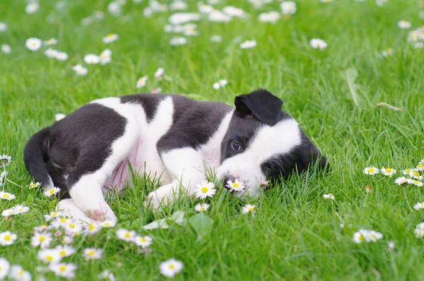 Potret Anjing Yang Lucu — Stok Foto