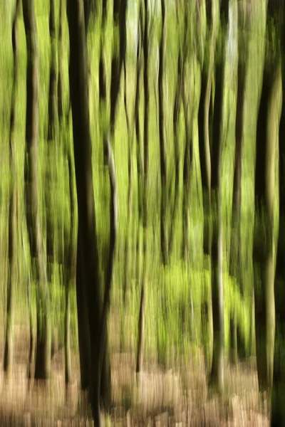 Printemps Dans Forêt Photographié Abstraitement Par Une Longue Vitesse Obturation — Photo