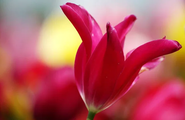 Saludo Tulipán Para Día Madre — Foto de Stock