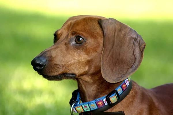 Retrato Lindo Perro — Foto de Stock