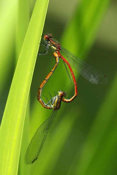 Het Paringswiel Van Vroege Adonislibelle — Stockfoto