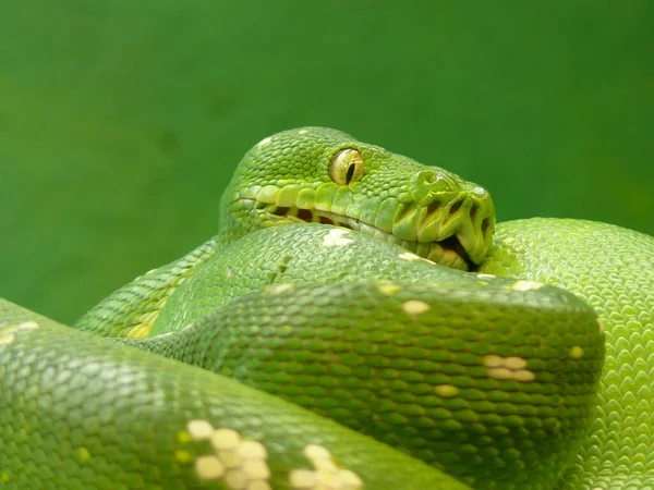 Vista Majestuosa Serpiente Pitón Salvaje — Foto de Stock