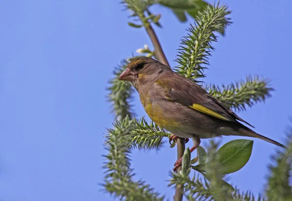 Vue Panoramique Magnifique Oiseau Pinson Mignon — Photo