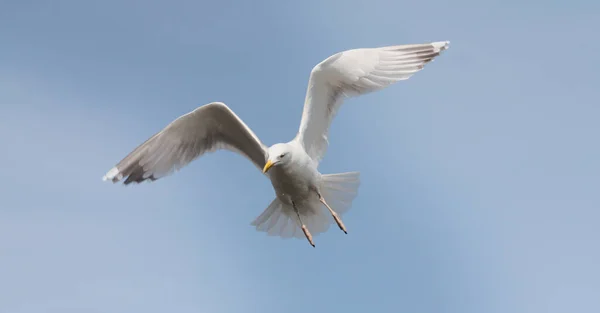 Vue Panoramique Magnifiques Oiseaux Mouettes Nature — Photo