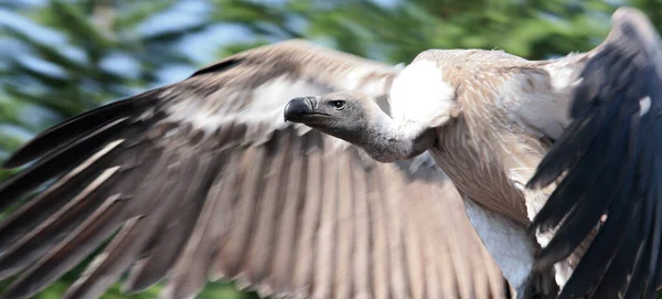 Vue Panoramique Bel Oiseau Nature — Photo