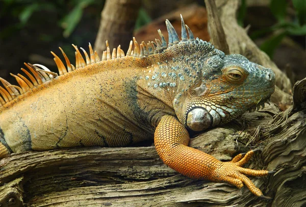 stock image wild iguana reptilian animal 