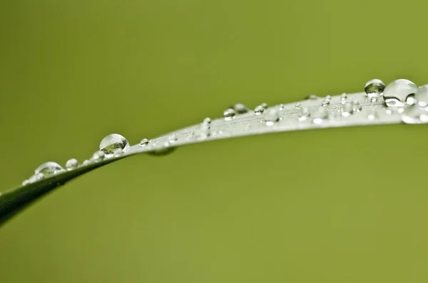 Krásný Botanický Záběr Přírodní Tapety — Stock fotografie