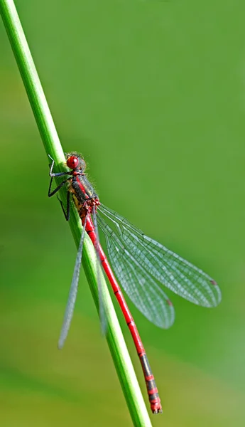 Close Bug Natureza Selvagem — Fotografia de Stock