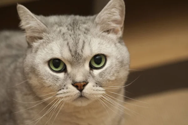 Retrato Lindo Gato — Foto de Stock