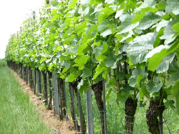 Grape Vine Bunches Fruit Tree — Stock Photo, Image