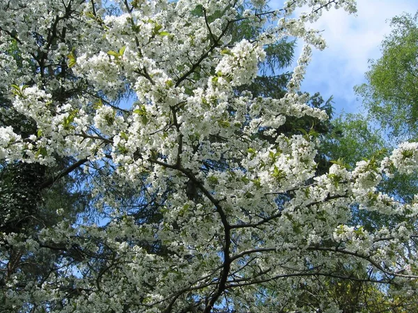 春には桜や花が咲き — ストック写真