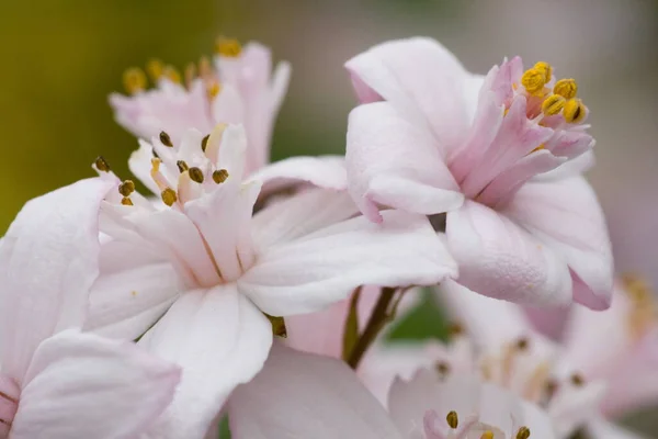 Krásný Botanický Záběr Přírodní Tapety — Stock fotografie