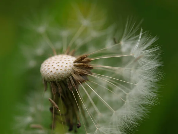 美しい花 花のコンセプトの背景 — ストック写真