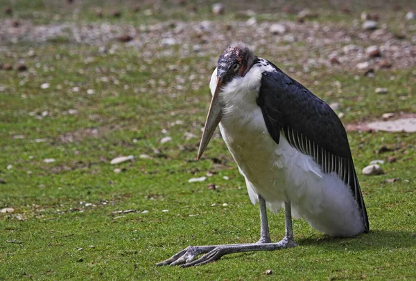 Marabou Bocian Bird Wielki Dziób — Zdjęcie stockowe