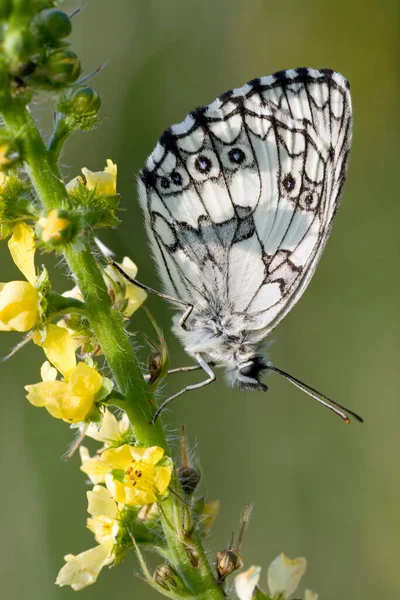 Nahaufnahme Von Schmetterling Wildniskonzept — Stockfoto