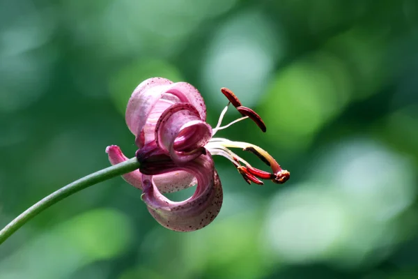 Flor Roja Jardín —  Fotos de Stock