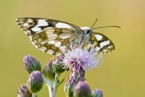 Close Van Vlinder Wildheid Concept — Stockfoto