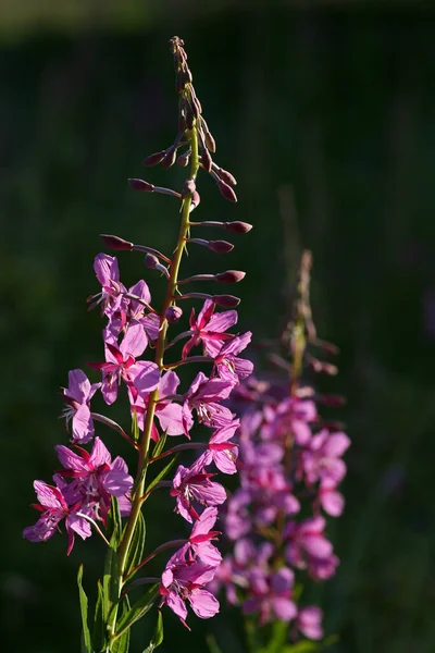 Wilgenkikkers Paarse Bloemen — Stockfoto