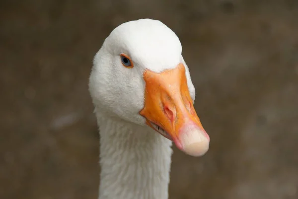 大自然における鳥類の景観 — ストック写真