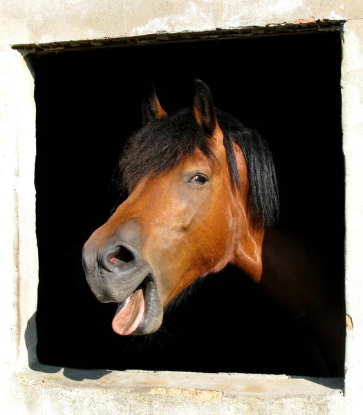 Caballo Granja —  Fotos de Stock