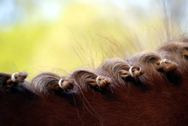 Paard Manen Gevlochten Toernooi — Stockfoto