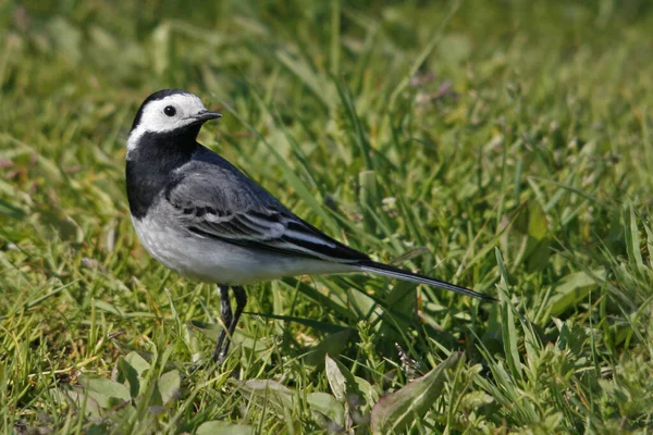 Aussichtsreiche Aussicht Auf Schöne Vögel Der Natur — Stockfoto