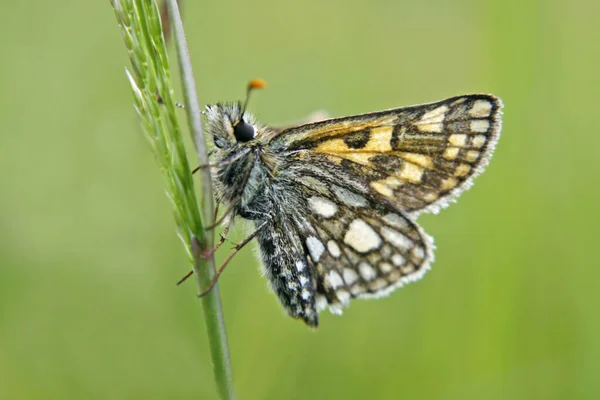 Close Borboleta Conceito Selvageria — Fotografia de Stock