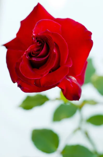 Skönhet Röda Rosenblad Romantisk Flora — Stockfoto