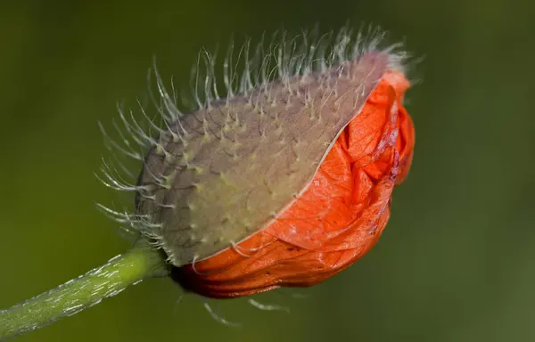 Feldflora Mohnblüte Botanikkonzept — Stockfoto