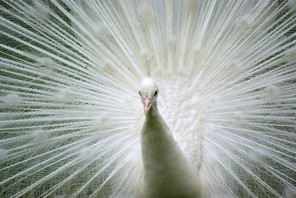 Bílý Páví Pták Exotický Pávi — Stock fotografie