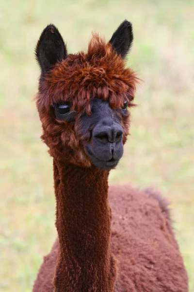 Divertente Animale Alpaca Mammifero Della Fauna Selvatica — Foto Stock