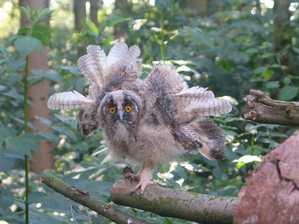 Zicht Prachtige Vogel Natuur — Stockfoto