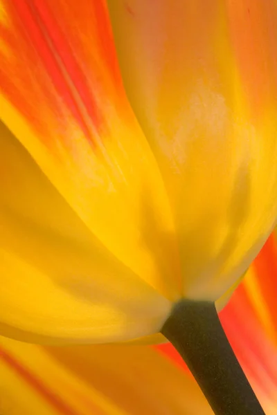 Detalhe Uma Tulipa — Fotografia de Stock