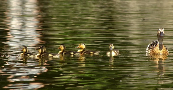 Entenküken Teich — Stockfoto