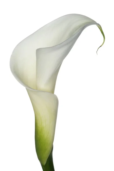 Exotische Calla Lilie Blütenblätter Flora Und Botanik — Stockfoto
