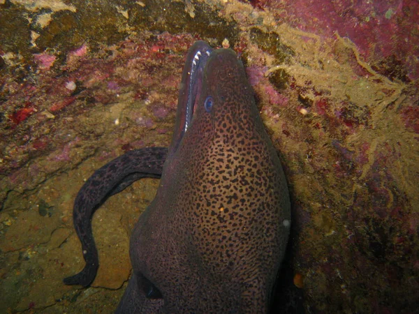 Moray Fish Moray Enguia Águas Profundas — Fotografia de Stock