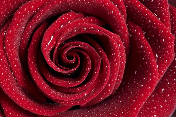 Rose Flowers Petals Romantic Flora — Stock Photo, Image