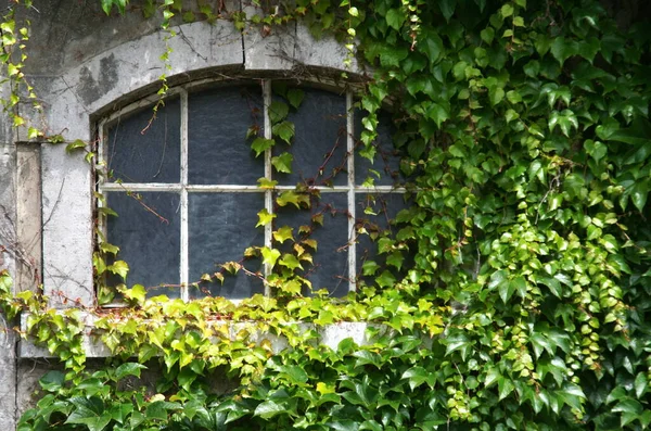 Fenêtre Avec Vin Sauvage — Photo