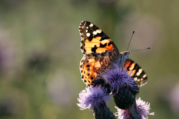 Primo Piano Farfalla Concetto Natura Selvaggia — Foto Stock