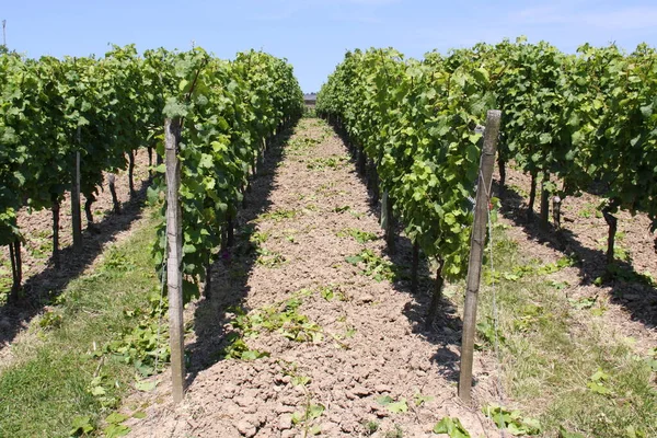 Grape Vine Bunches Fruit Tree — Stock Photo, Image